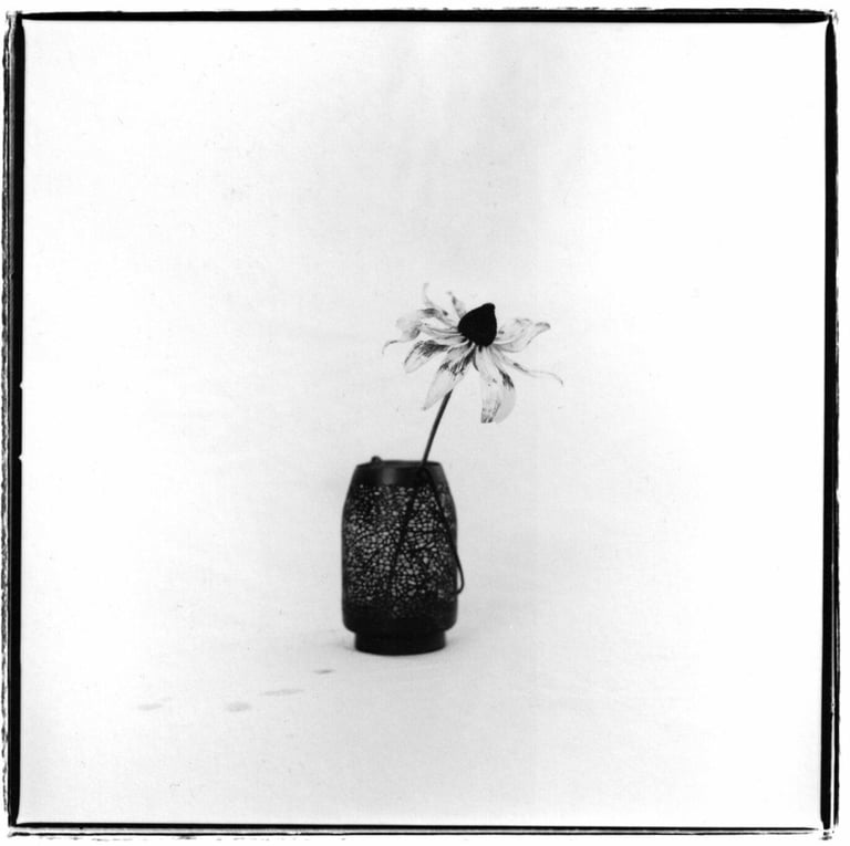 Black and white picture of a white flower in a vase. Creator: Slawek Dejneka
