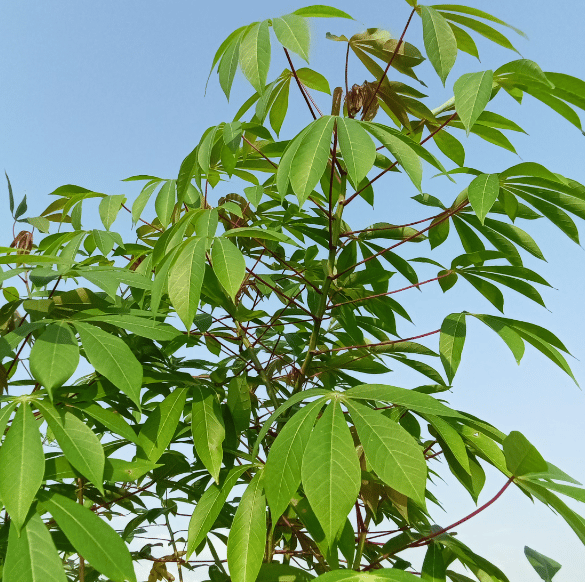 a tall and leafy Cassava plant in full sun