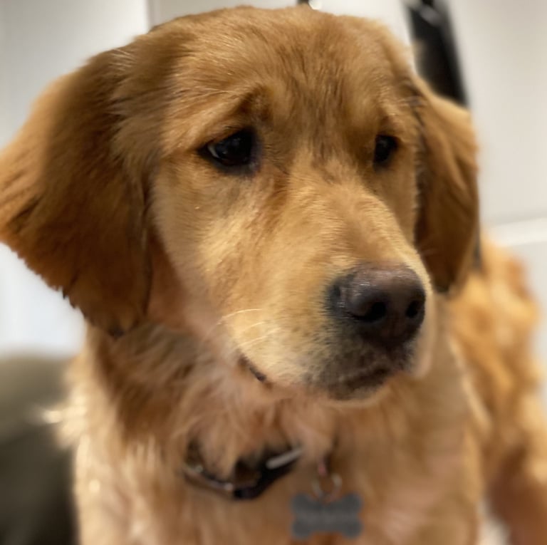 Nala - Our Golden Retriever