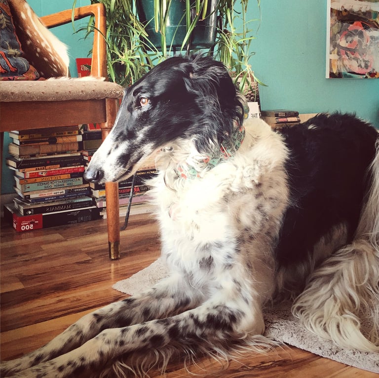 Robin Can Do It Pet Sitter with Borzoi near Carbondale, Colorado