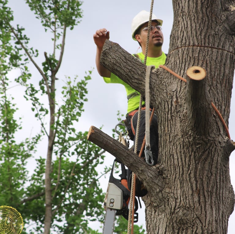 a man in a safety vest is climbing up a tree