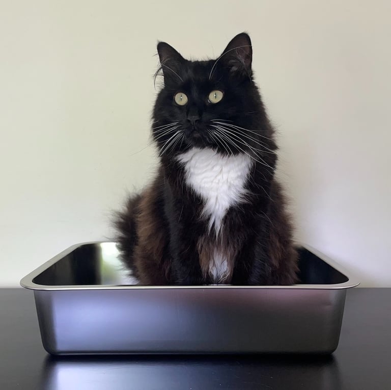 stainless steel litter boxes Australia