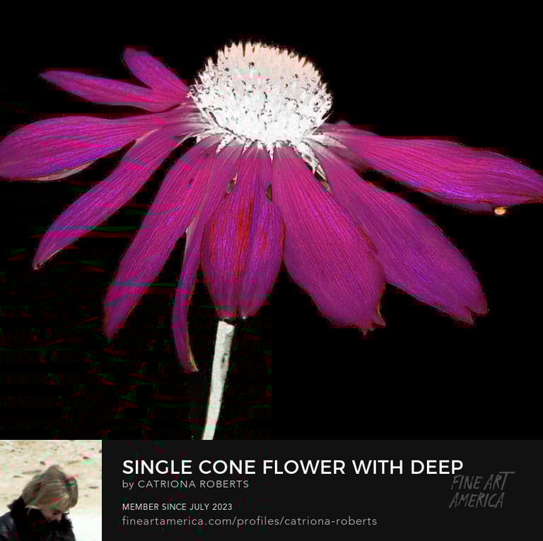 Digital image of an artistic representation of Cone flower on a dark abstract background.