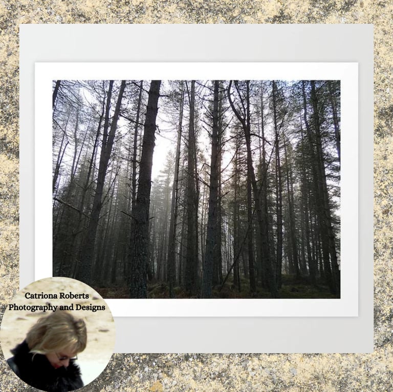 Digital image featuring Scottish Highland's Pine Forest Misty Scene in Afterglow Art Print