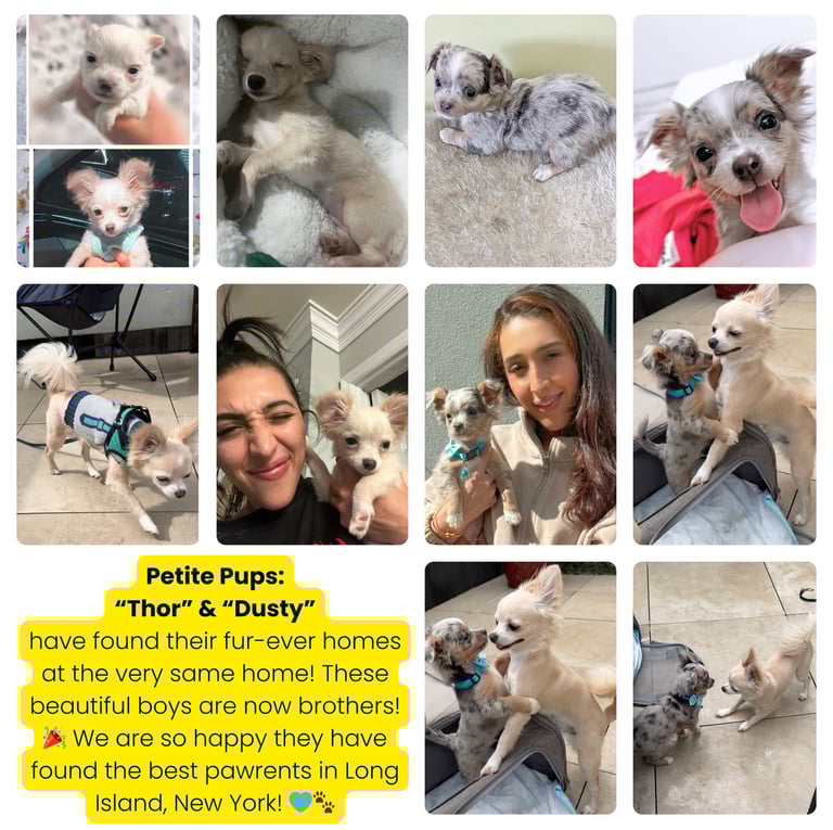 Past “Petite Pups” Puppies With Their New Owners + 5 Star Customer Reviews!