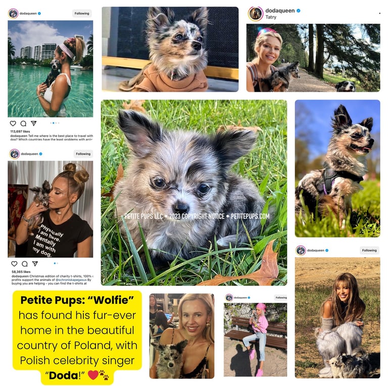 Petite Pups - Past Petite Pups “Wolfie” with his new owner Polish celebrity “DODA,” living in Poland