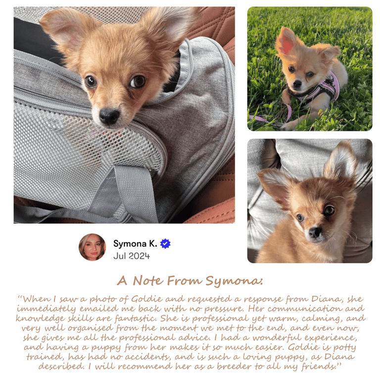 Petite Pups - Past Petite Pups “Goldie” with her new owner Symona