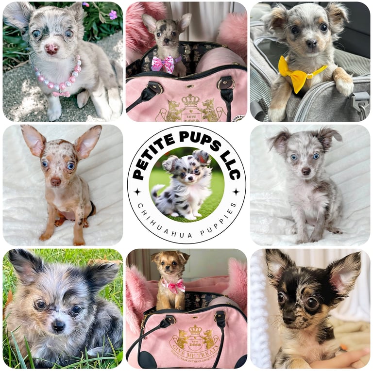 Petite Pups - Past Chihuahua Puppies + 5 Star Customer Reviews!