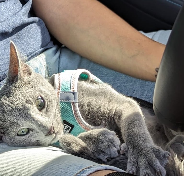 chat bleu russe chatterie Obsidian cats