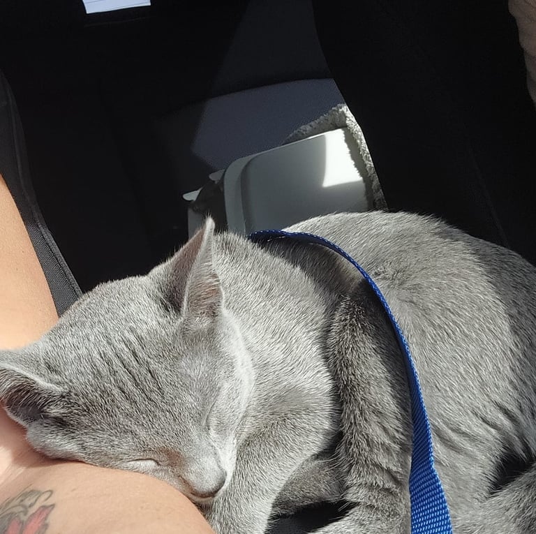 hat bleu russe chatterie Obsidian cats départ