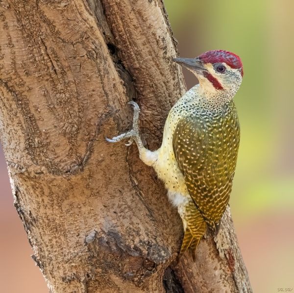 Goudstaartspecht met een rode kruin en gespikkeld verenkleed, verticaal zittend tegen een boomstam.