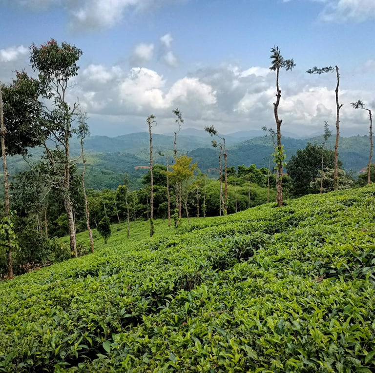 Splendid Tea Garden view