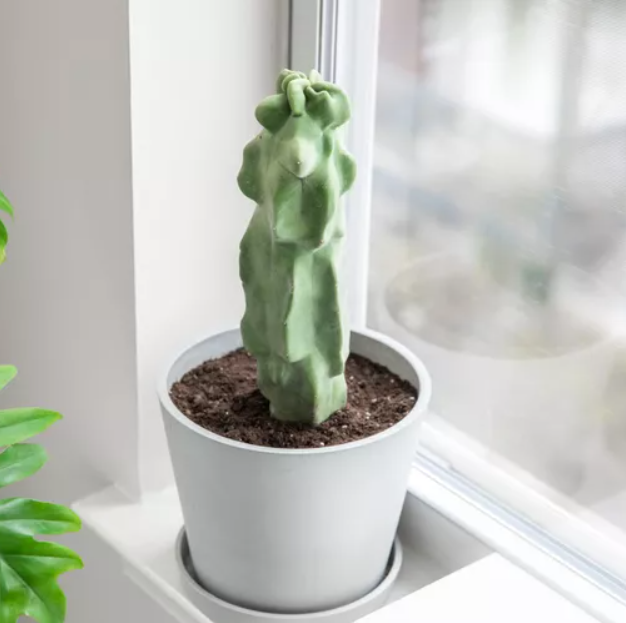 an American Totem Pole Cactus indoors