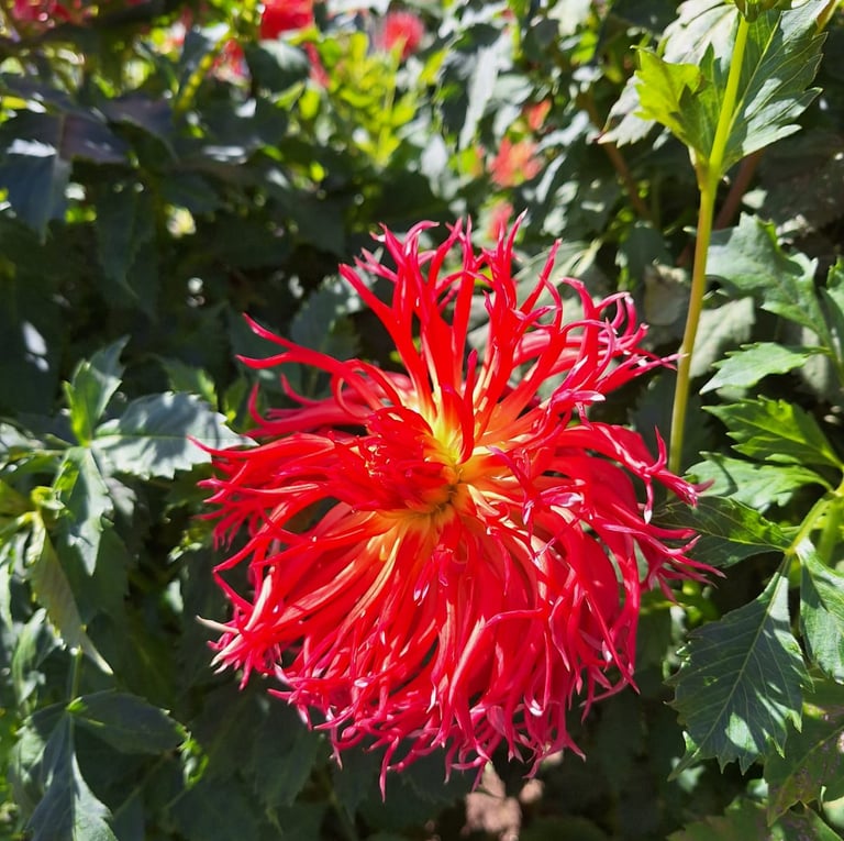 a red Dahlia blooming on a bush