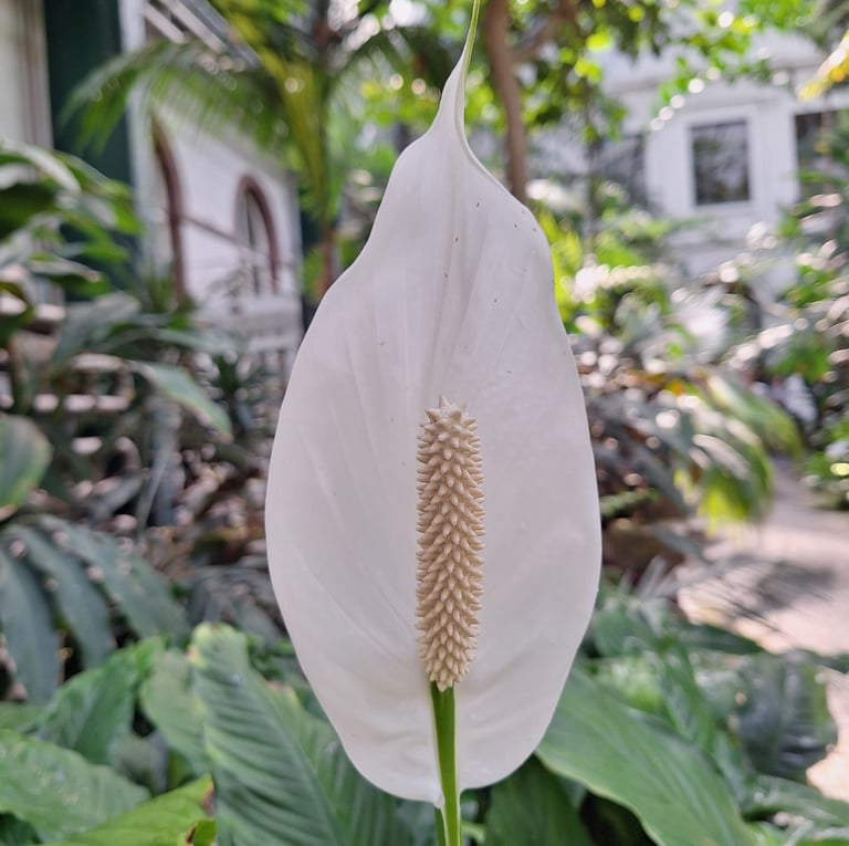 another flowering Peace Lily