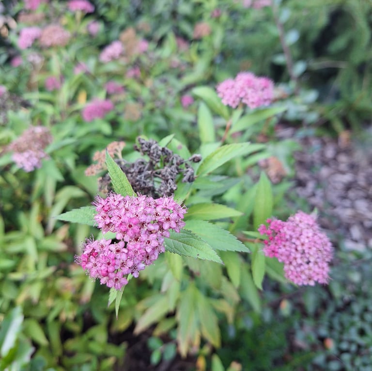 one pink Spirea bloom