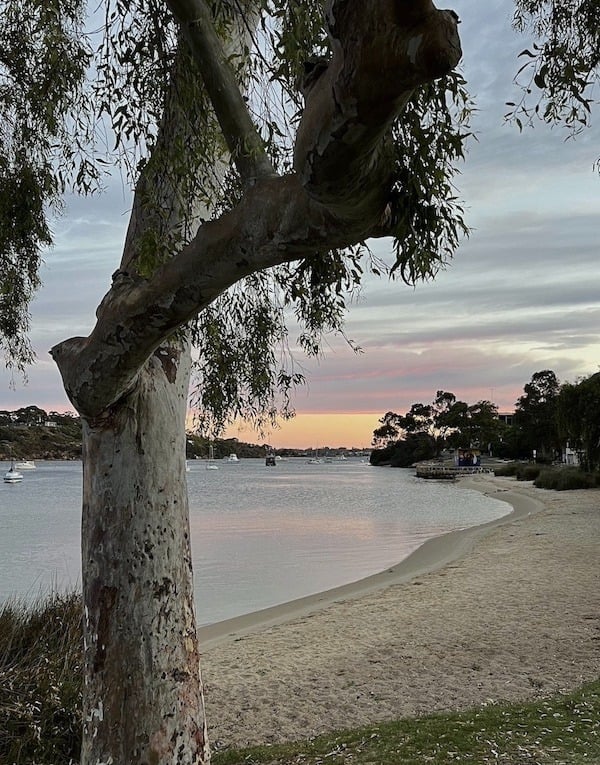 tree by the side of the river at sunrise