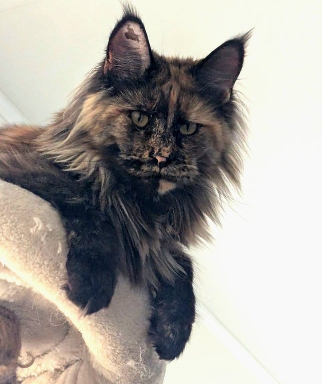 Ch Mountain Rose Freki CRW - female Tortoiseshell Maine Coon Cat