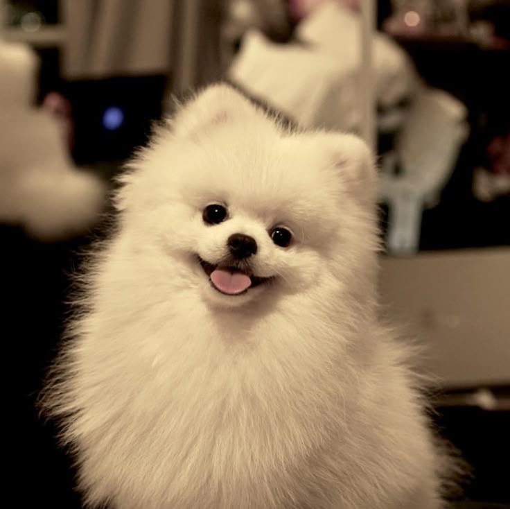 perro pomerania argentina venta