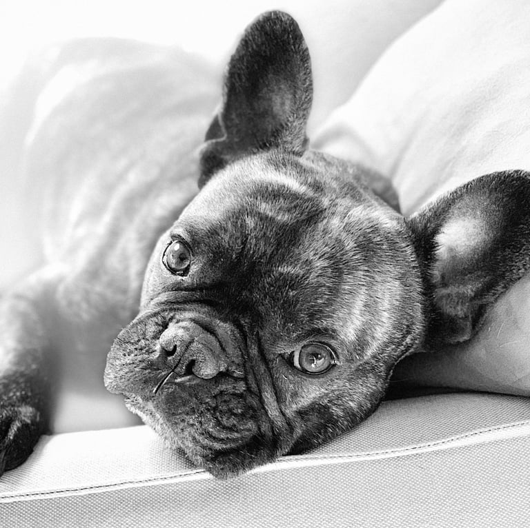 Comportementaliste canin à Cambrai