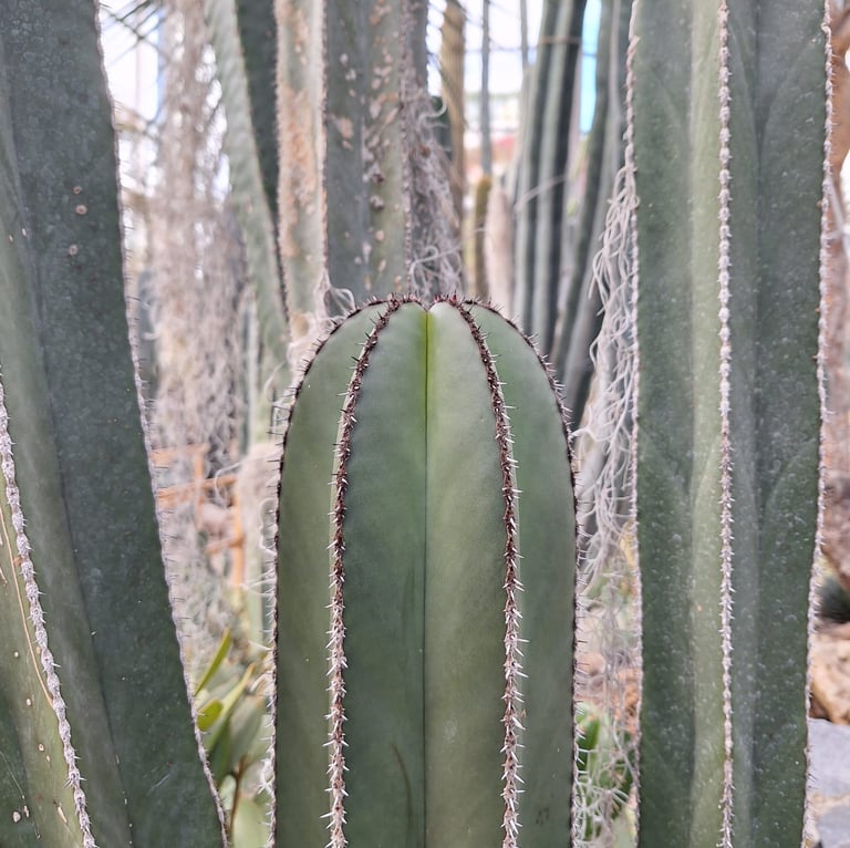 tall Lophocerus Marginatus Cactus plants