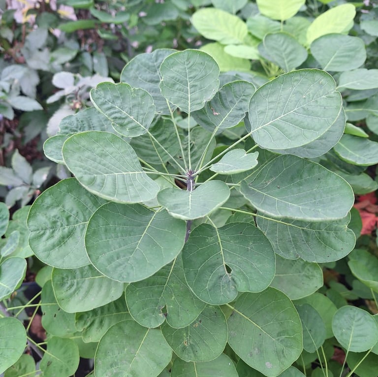 a Smoke Bush plant with a leafy green leaves
