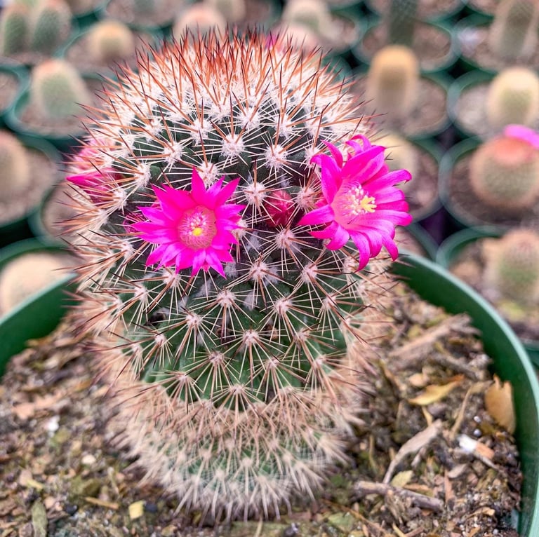 one small and round Spiny Pincushion Cactus