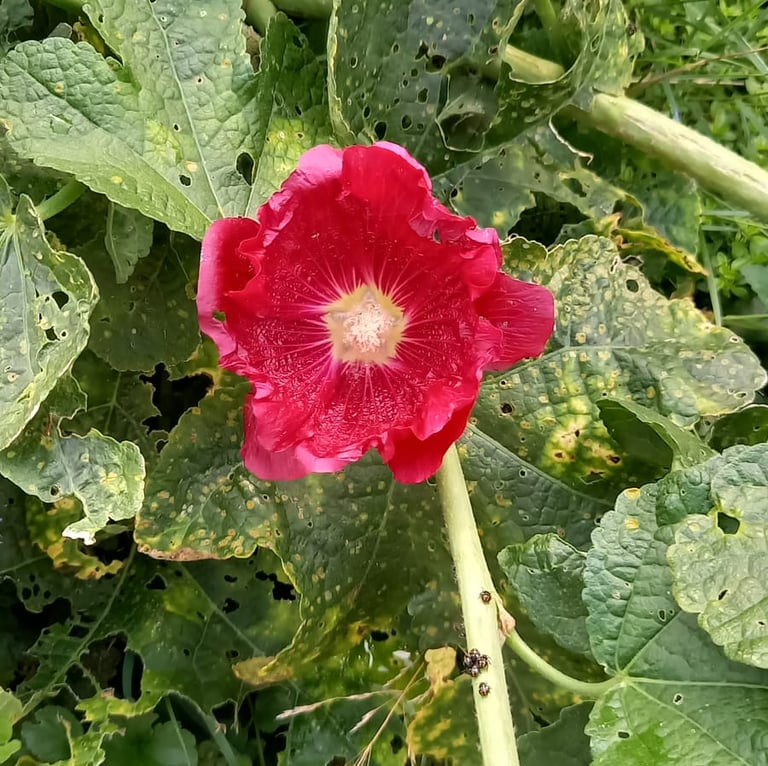 a red Hollyhock flower on a green leafy plant