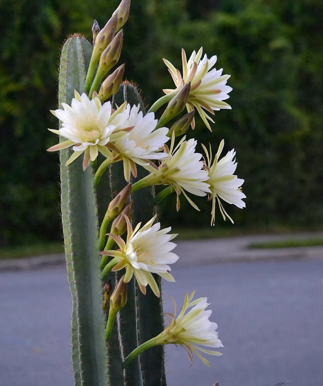 A cactus plant with white flowers on a street