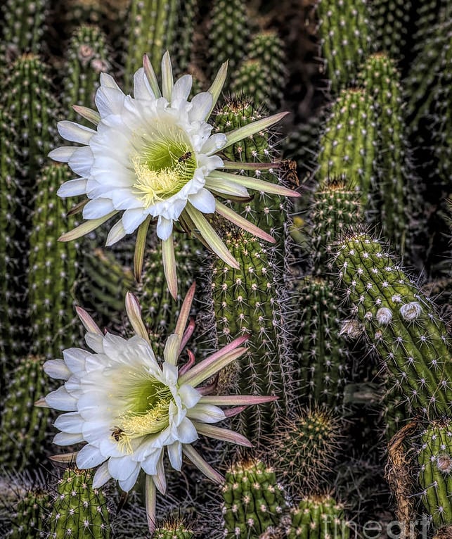 Two white flowers on a cactus plant that is called sherpent cactus