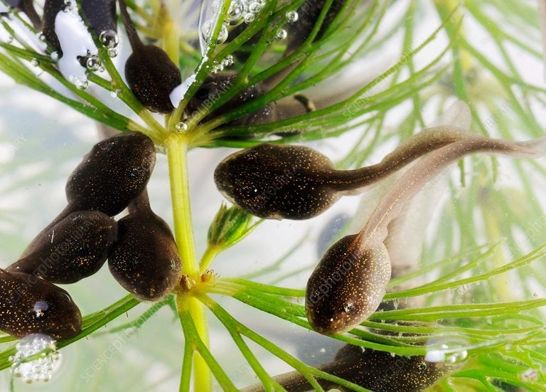 Tadpoles in a pond