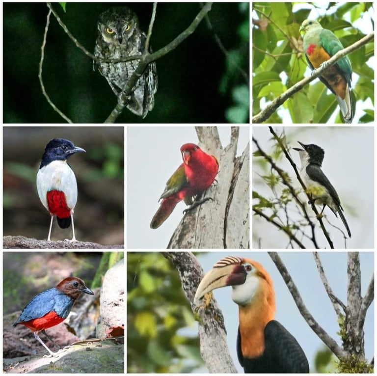 Halmahera Birding Tour