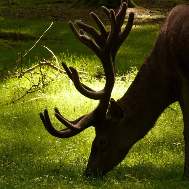 nature chasse pèche camping sport passion