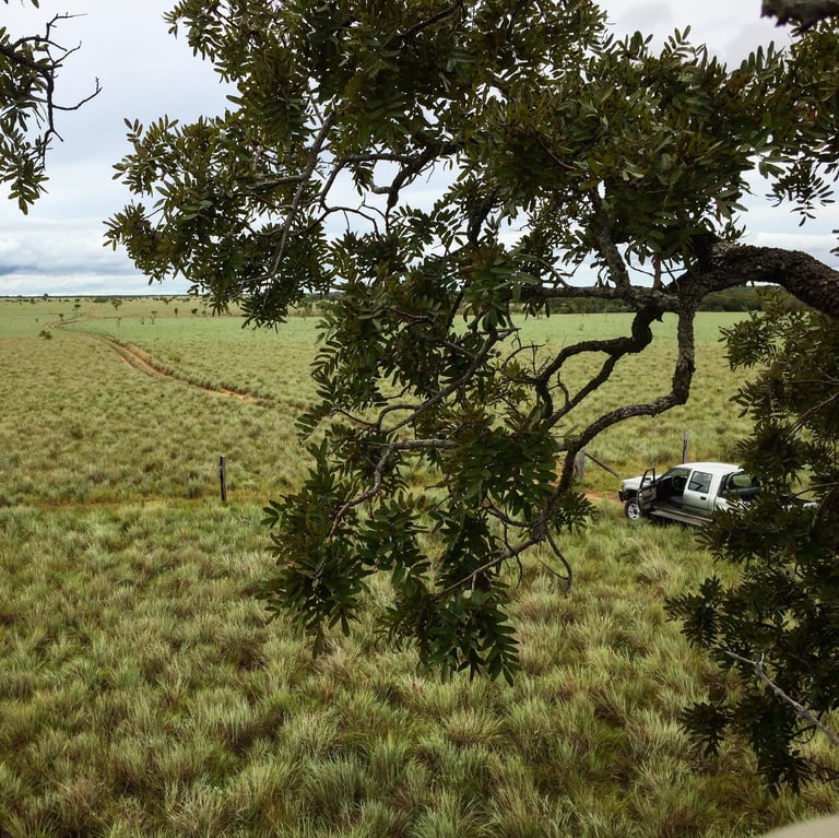 Land for reforestation in Colombia, Terra Forest