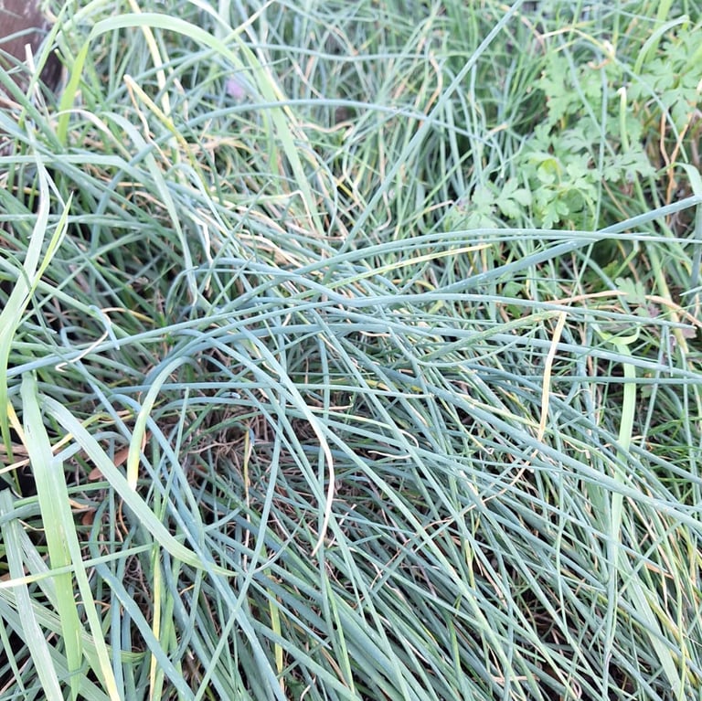 multiple long and green Chive stems