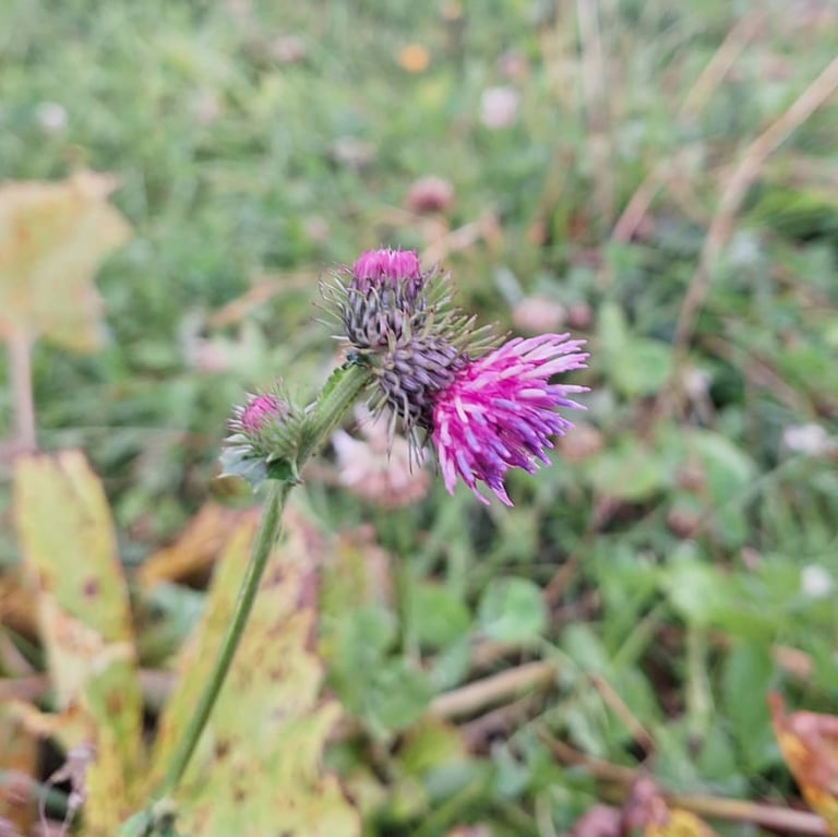 one pink Alpine Tistle booming in a meadow