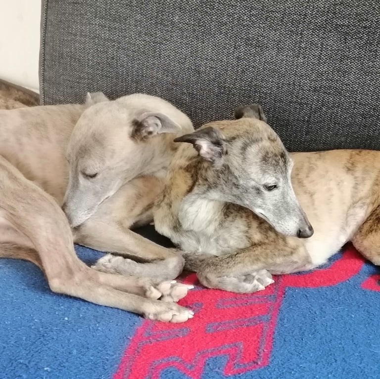 whippet tietoa