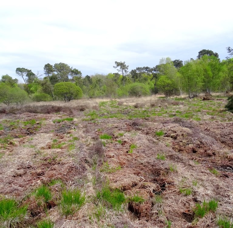 Lande humide après fauchage