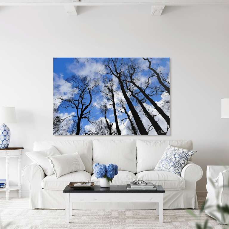 Photograph on Canvas of Bare Winter Birch Tree trunks against a cloudy blue sky on a livingrom wall 