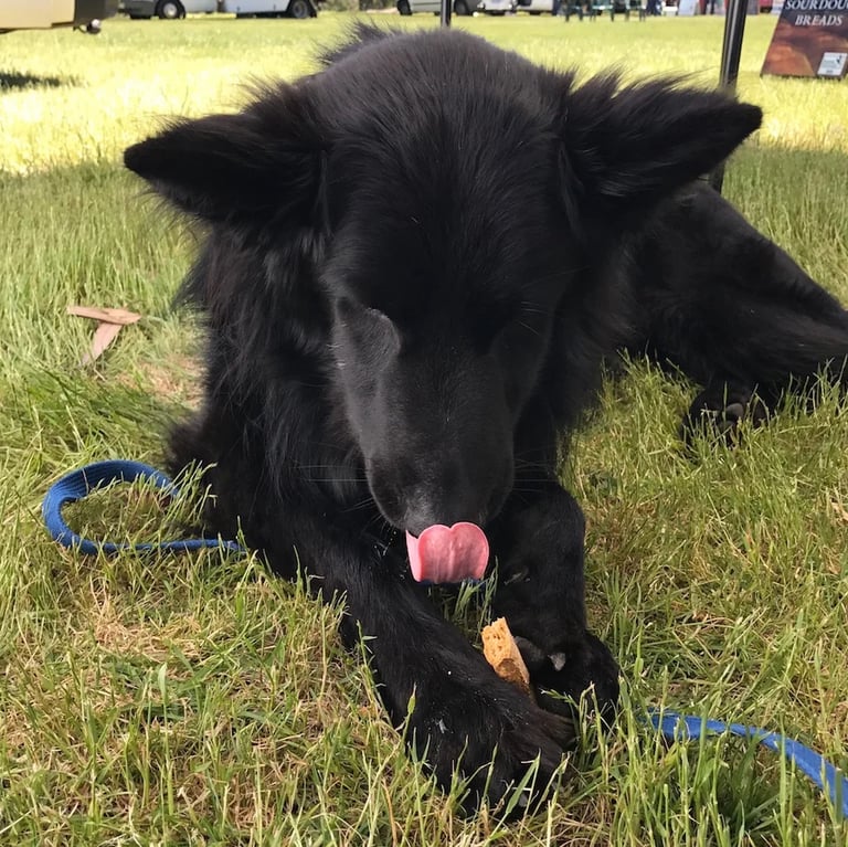 a black dog laying on the grass with its tongue sticking out