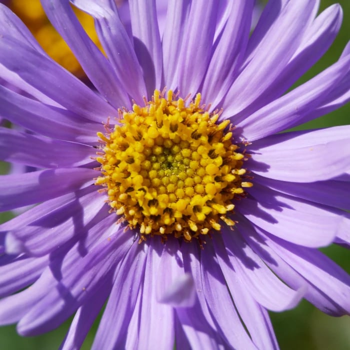 Aster des Alpes, GypAster, accompagnateur en montagne, Briançon, Serre-Chevalier