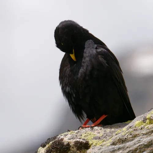 Chocard à bec jaune, GypAster, accompagnateur en montagne Briançon, Serre-Chevalier