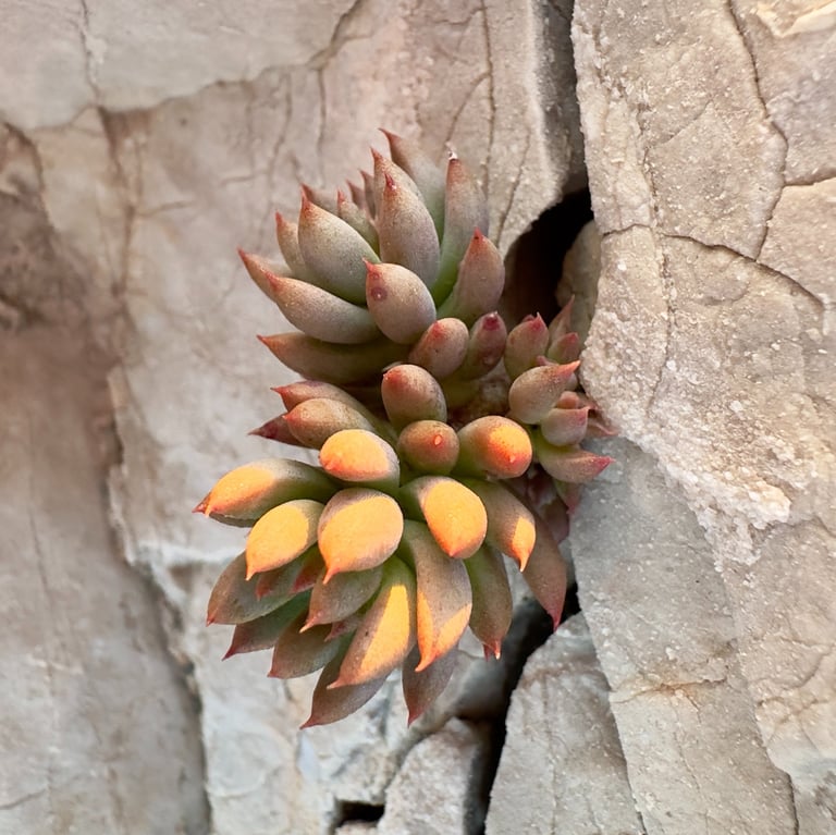 Soins à Paris ou en distanciel. A domicile pour personnes dépendantes ou fin de vie