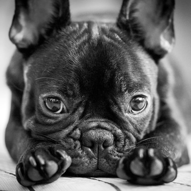 carlino