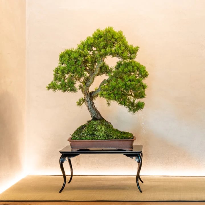 Scots Pine Bonsai