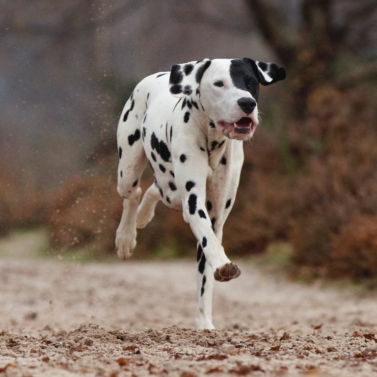 Alfie the dog, running. Image credit: Alice Loder Photography