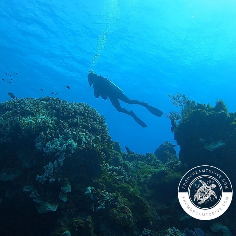 Learn scuba diving with our certified instructors, ensuring safety and fun in every lesson.