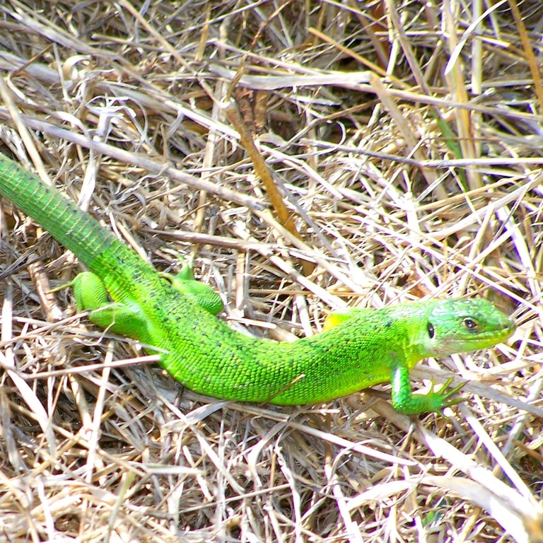 Lézard vert