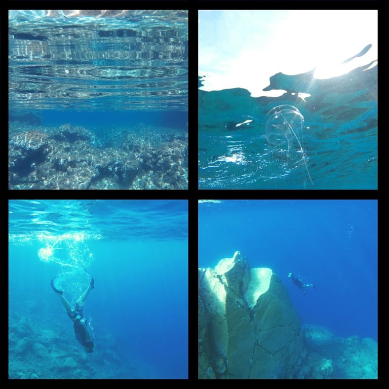 Underwater Photography by Mark D. Exon