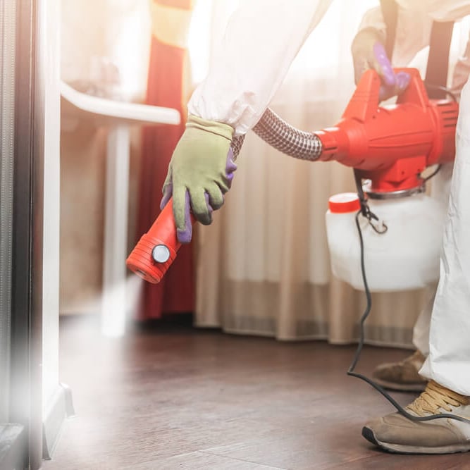 désinsectisation par pulvérisation de produits professionnels, cafards et blattes